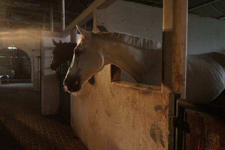 Koń Wielkopolski – polska duma sportowa