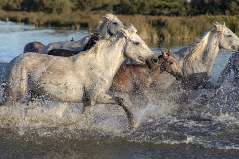 Appaloosa – konie o unikalnym umaszczeniu i wszechstronnym charakterze