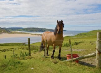 Jak wyrobić dobry nawyk ręki w jeździectwie