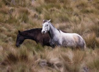 Rasy idealne do western ridingu