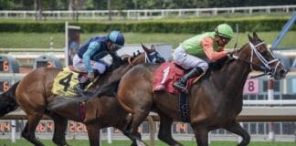 Ogrzewanie i izolacja stajni – czy jest konieczne?