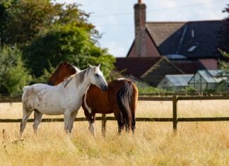 Najczęstsze kontuzje sportowe u koni i jak im zapobiegać
