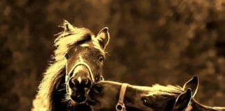 Stajnia jako miejsce spotkań – imprezy i eventy