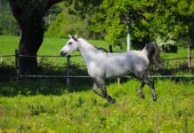 Koń, który bał się wody – case study