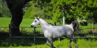 Społeczności lokalne wokół stadnin