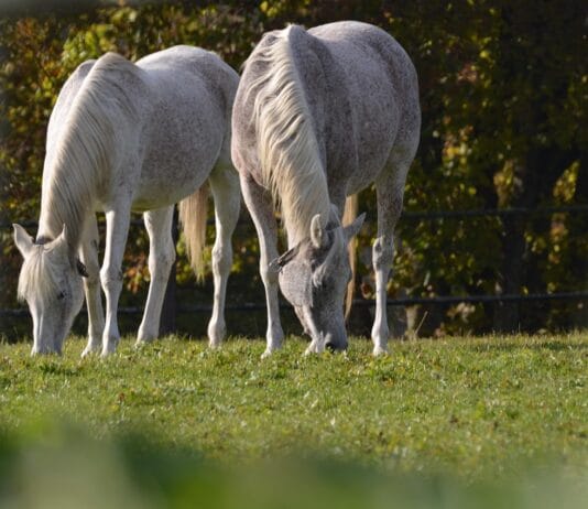 Praca na cavaletti – pomysły na ciekawe ćwiczenia