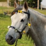 Jak wychować pewnego siebie konia