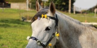 Konflikty w stajni – jak ich unikać?