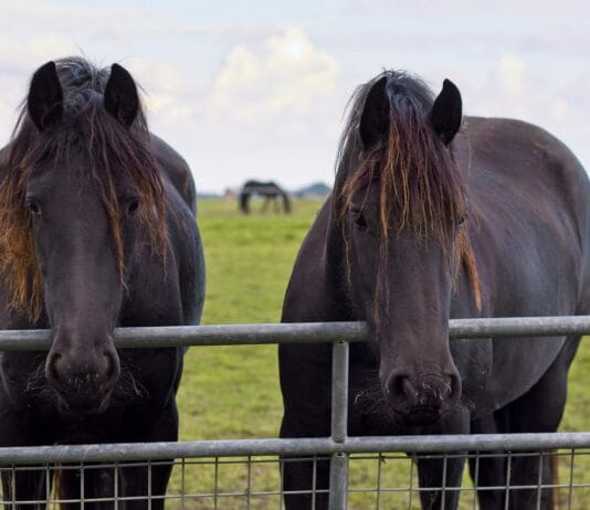 Czy potrzebna jest klimatyzacja w stajni?