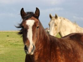 Checklista bezpieczeństwa – stajnia od A do Z