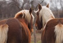 Samoocena jeźdźca oczami konia