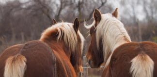 Szczotki, grzebienie i zgrzebła – przewodnik po akcesoriach
