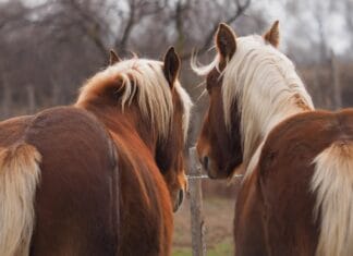 Jak uniknąć wypalenia psychicznego konia