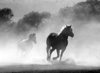 Najczęstsze błędy początkujących w pielęgnacji konia