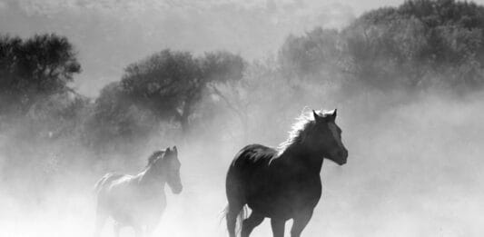 Jak ograniczyć hałas w stajni?