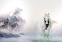 Automatyzacja życia stajni – co już jest możliwe?