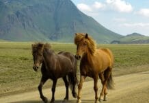 Jak zadbać o sierść konia przed i po jeździe?