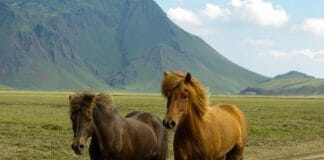 Jakie są najczęstsze kontuzje koni sportowych?