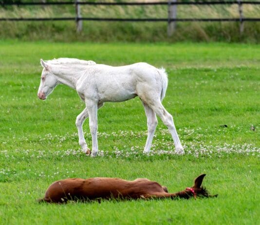 Objawy bólu zęba u konia – jak je rozpoznać