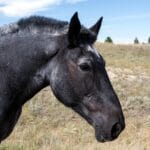 Zawody pełne emocji – fotorelacja z parkuru