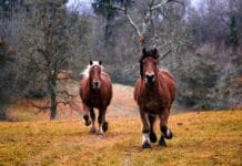Co to jest zbalansowany koń i jak go wytrenować
