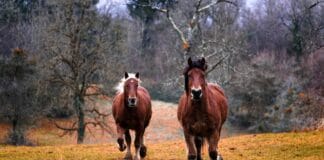 Naturalne olejki i ich działanie na końską skórę