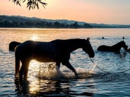 Aplikacje do śledzenia postępów treningowych