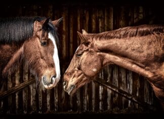 Czy konie mogą mieć depresję?