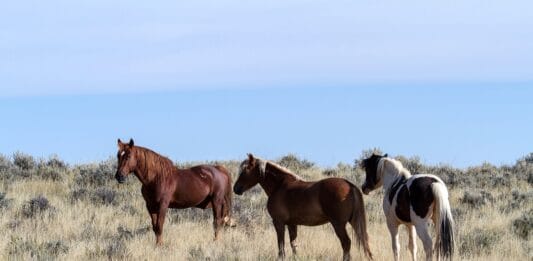 Odkryj Pałac w Rydzynie – perła baroku