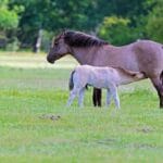 W terenie i pod presją – zawody TREC od kulis