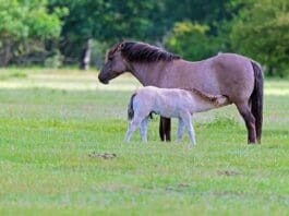 Czy konie potrzebują derki?