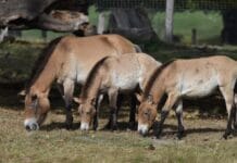 Ochrona przed deszczem i wiatrem – derki i inne akcesoria