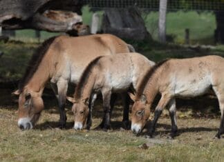Rasy koni dla dzieci – które są najłagodniejsze?
