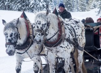 Ranking najbardziej zrównoważonych ras