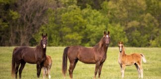 Dlaczego koń odmawia współpracy?