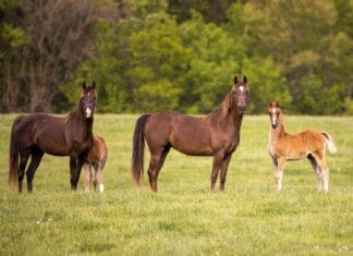 Jak zrobić idealne zdjęcie z koniem w stadninie?