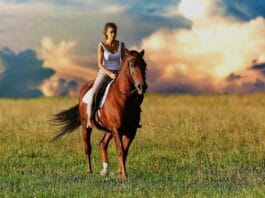 Od czego zacząć jazdę konno i jak wygląda pierwsza lekcja w stadninie?