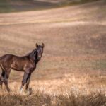 atlantios-horse-6646593_1920